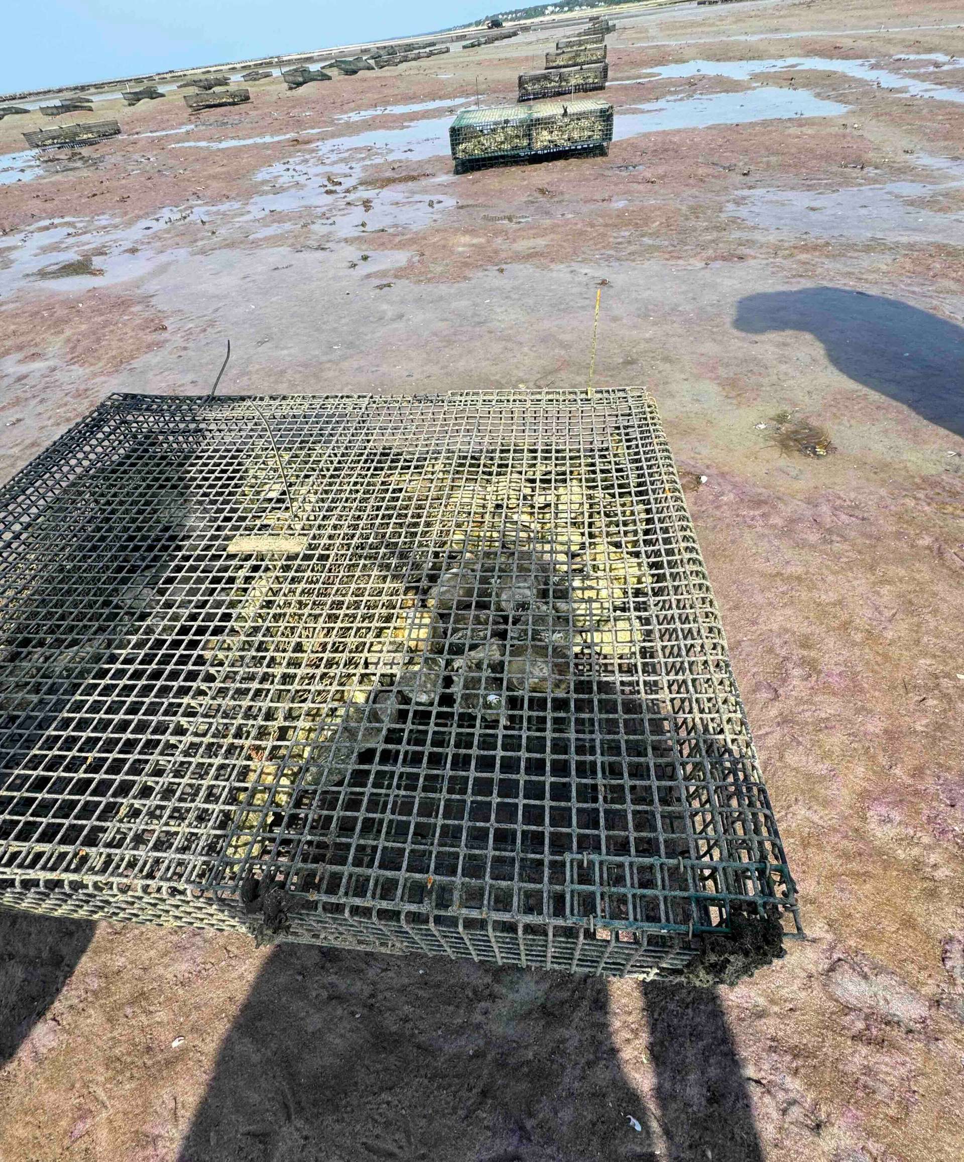 Oyster traps